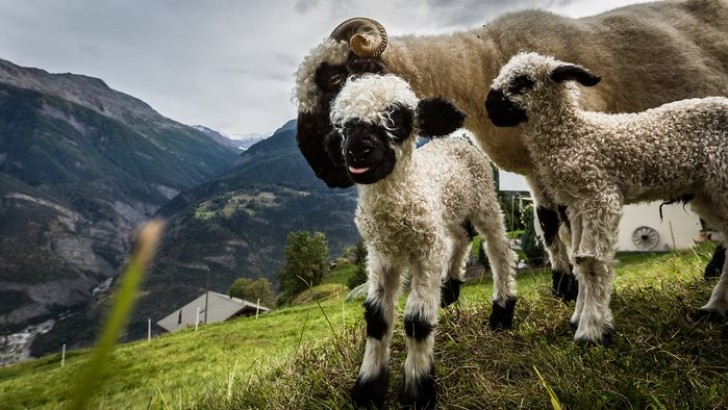 Dit schapenras is niet erg veeleisend en kan heel gemakkelijk worden gefokt.