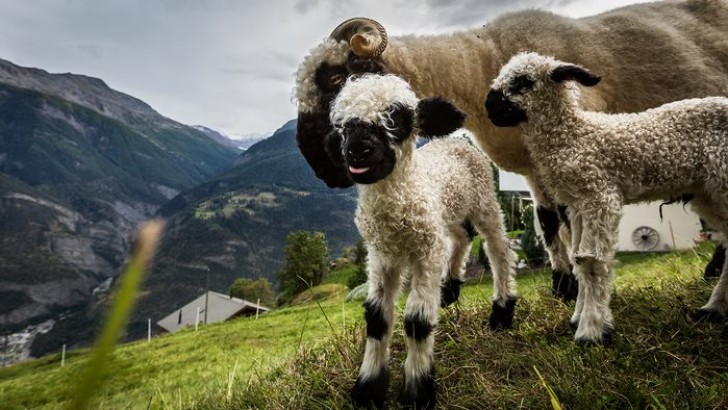 Mamma pecora e due agnellini si godono il paesaggio