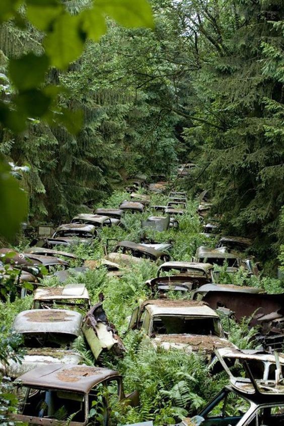 11. Un ancien "cimetière de voitures" datant de la Seconde Guerre mondiale en Belgique : avec le temps, il ne restera plus que la végétation