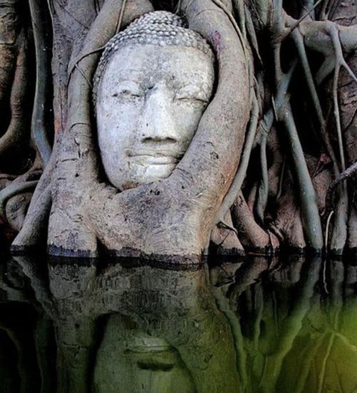 12. La statue d'un Bouddha qui est lentement mais sûrement englouti par la forêt...