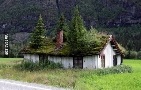 2. Des arbres parfaitement développés sur le toit de cette petite maison