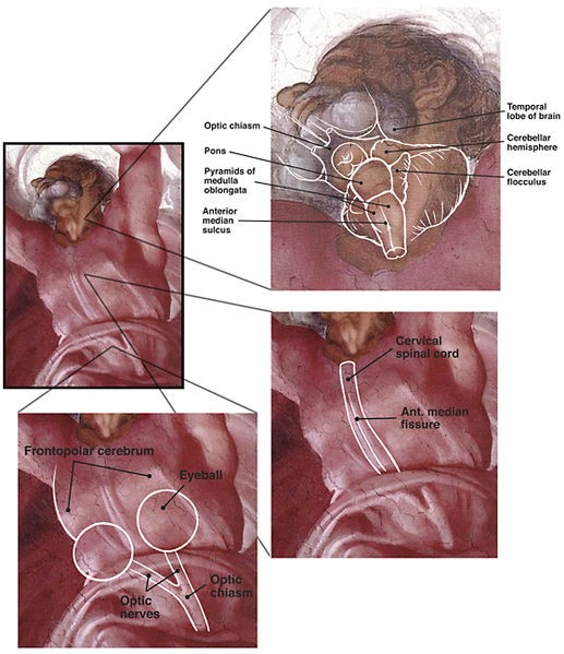 Michelangelo und die in der Sixtinischen Kapelle verborgene menschliche Anatomie