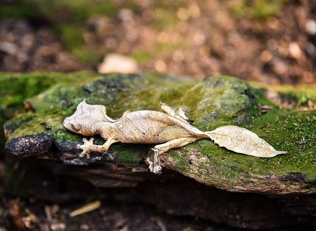 De satanische bladstaartgekko is een meester in camouflage: hij slaagt erin het lichaam plat te maken om zijn schaduw te elimineren en kan de bladstaart laten vallen om roofdieren te verwarren.