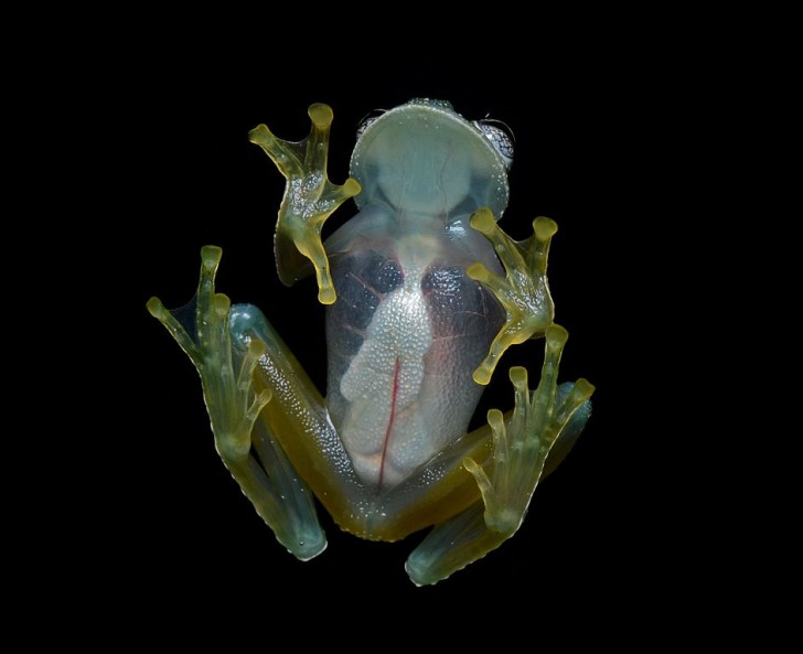 Le rane di vetro hanno il ventre trasparente al punto che è possibile vedere gli organi all'interno.