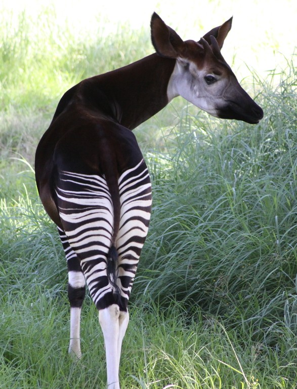 De okapi lijkt misschien een naaste verwant van zebra's, in plaats daarvan is het meer verwant aan giraffen en heeft het een erg lange nek in vergelijking met de rest van het lichaam.