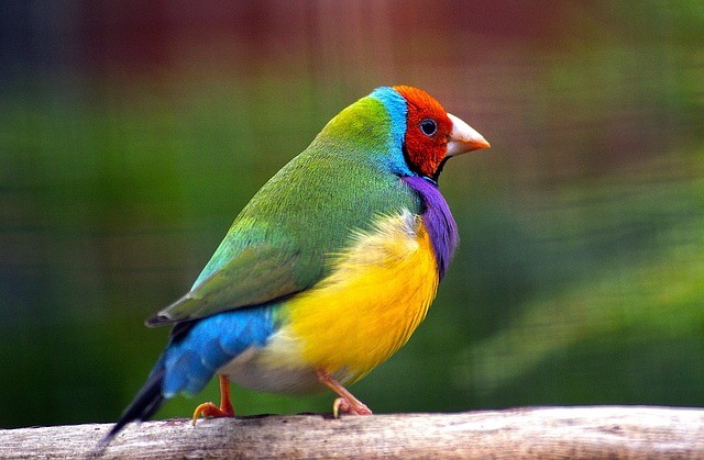 Die Gouldamadine hat typischerweise einen hellgrünen Rücken, Flügel und Nacken, eine violette Brust, einen gelben Bauch und ein Gesicht mit einer roten Maske