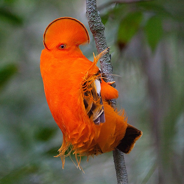 Il maschio del Galletto di roccia della Guiana è di un arancione uniforme: la cresta sul capo lo fa sembrare un gallo, da cui il nome. 