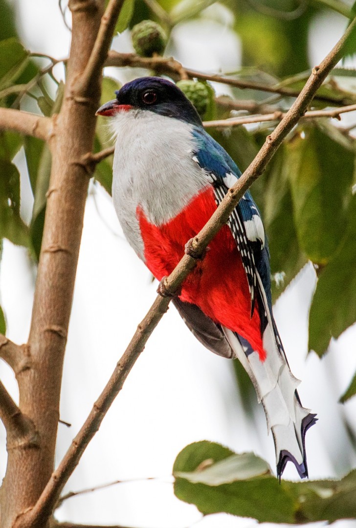 Le Trogon de Cuba est un oiseau endémique de Cuba et, en raison de son plumage rouge, blanc et bleu, il a été choisi comme symbole de la nation.