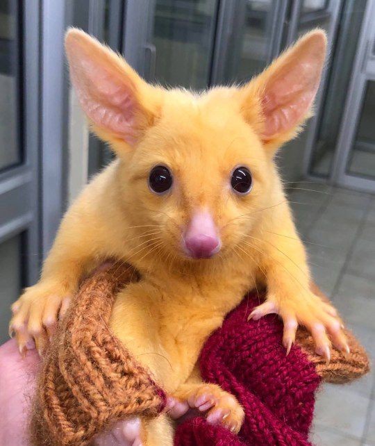 Il piccolo possum ha questo colore irreale a causa di una mutazione genetica che provoca una diminuzione di melanina nel corpo.
