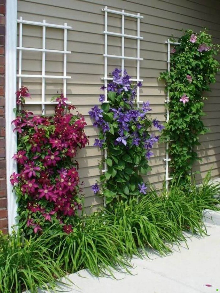 Spaljéer där du kan låta dina växter klättra och göra ett hörn av trädgården mer färgstarkt