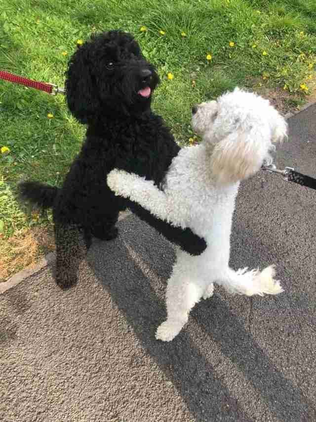 Loro sono Monty e Rosie, due cuccioli di Spoodle appartenenti alla stessa cucciolata. Dopo 10 mesi lontani si sono incontrati di nuovo per la prima volta.