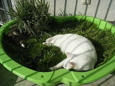 7. Una vaschetta in cui far crescere erba gatta