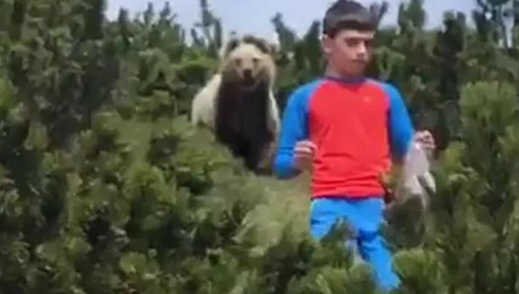 Trentino, un bimbo incontra un orso bruno che spunta da un cespuglio: mantiene la calma e riesce ad allontanarsi - 1