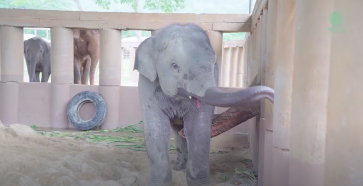 Youtube / elephantnews