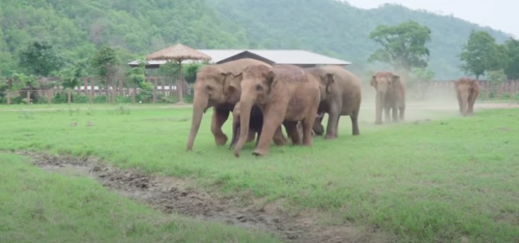 Youtube / elephantnews