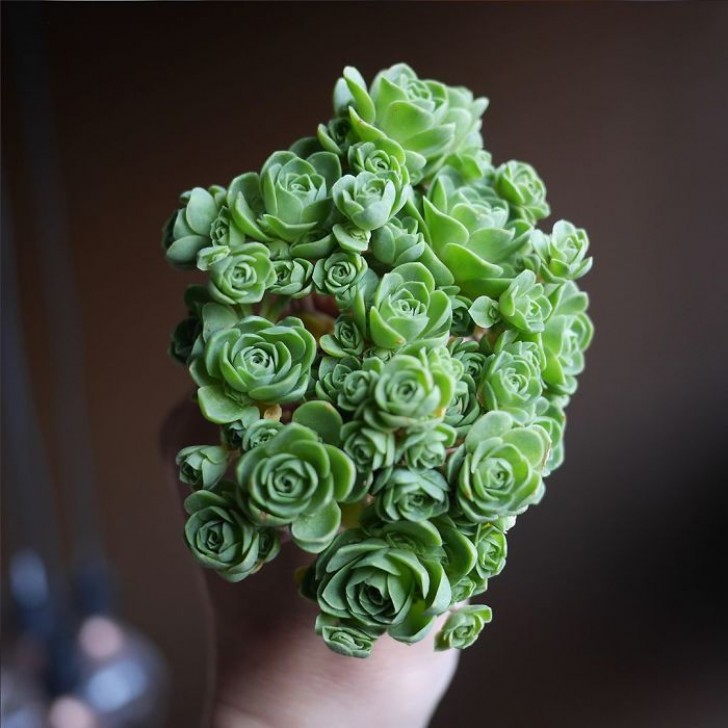La Greenovia dodrentalis è una pianta succulente che ha la forma di un bouquet di rose.