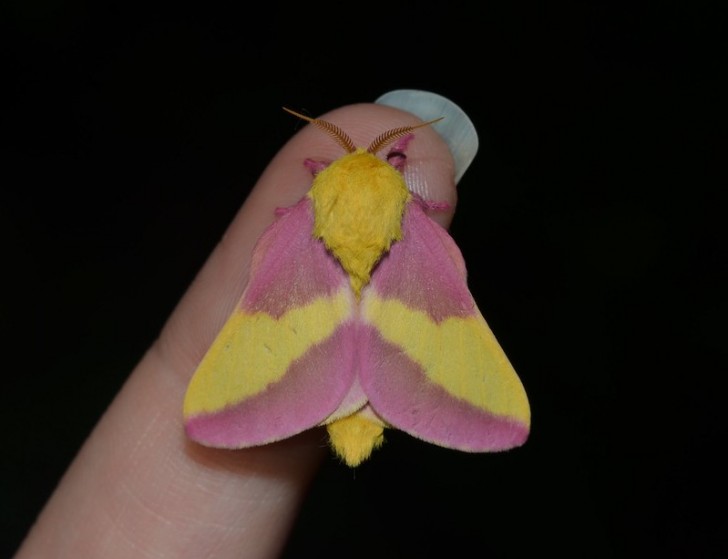 Regardez comme ces merveilleux papillons de nuit nord-américains sont merveilleux quand ils se posent sur un doigt de la main...