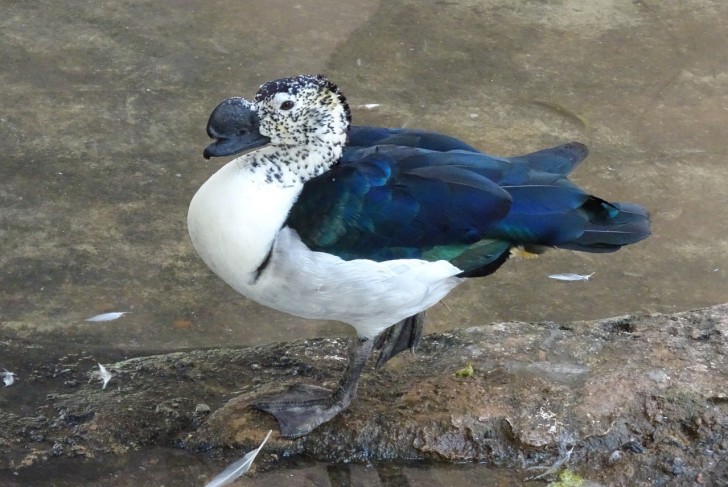 L'oca bernoccoluta ( Sarkidiornis melanotos) si chiama in questo modo per il proverbiale bernoccolo: eppure la femmina non lo possiede affatto.