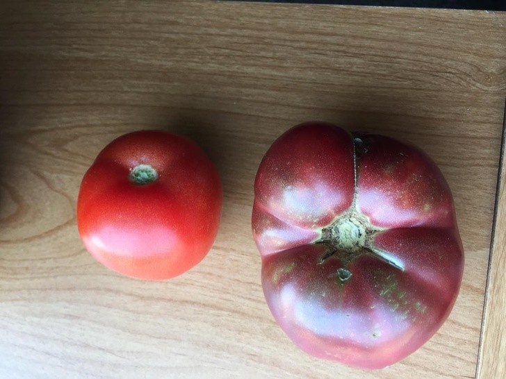13. Une tomate "moderne" comparée à une cultivée à partir de graines anciennes