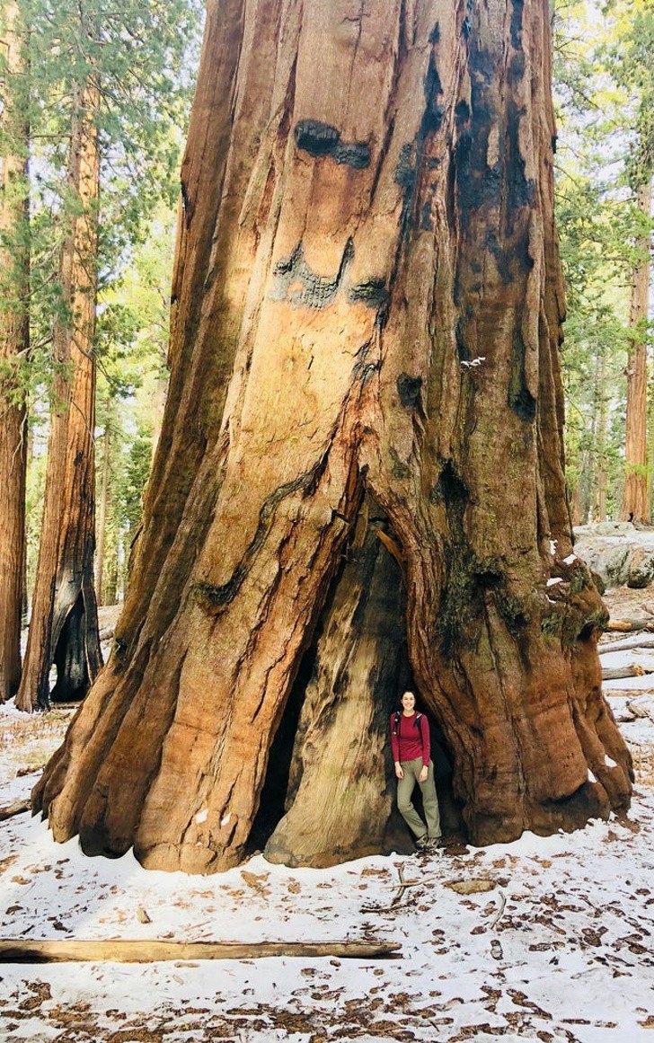 16. Nous sommes vraiment petits face à la nature : la photo de cette fille au pied d'un séquoia géant en dit long. Son tronc peut atteindre près de 8 mètres de diamètre !
