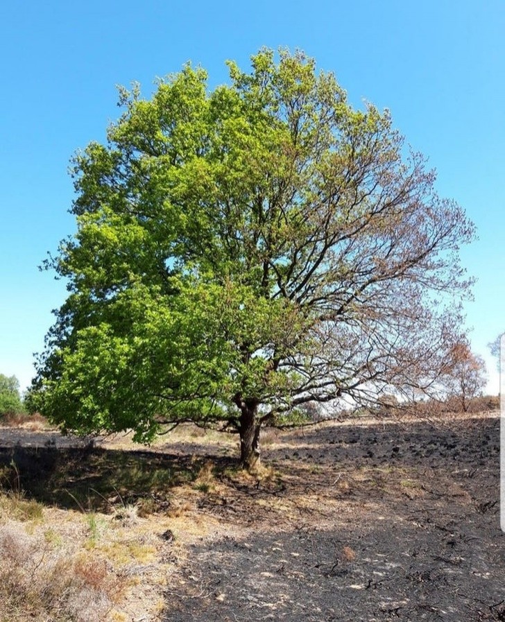 3. La nature qui résiste : cet arbre est à moitié sauvé d'un incendie