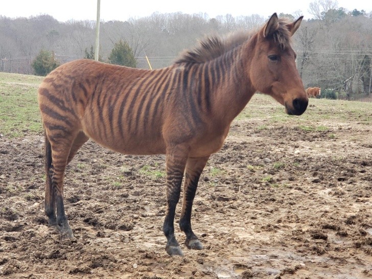 Oui, dans la nature, il y a aussi un cheval qui a les rayures typiques d'un zèbre.