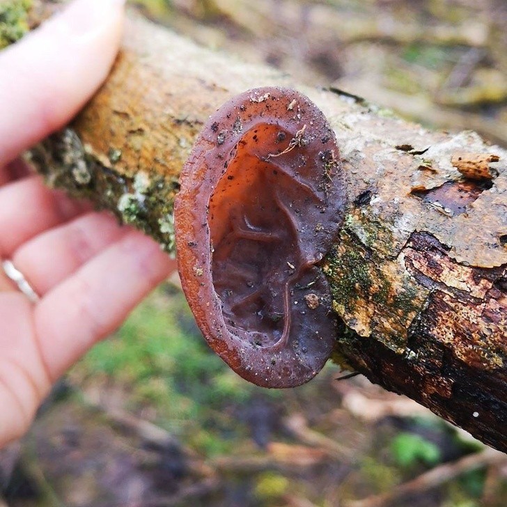Nein, es ist kein Ohr, auch wenn es wie eines aussieht: Es ist tatsächlich eine bestimmte Pilzart, die auf Bäumen wachsen kann!