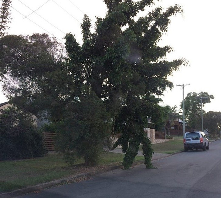 Sieht dieser Baum für Sie auch aus wie ein Mann, der gleich die Straße überqueren wird?
