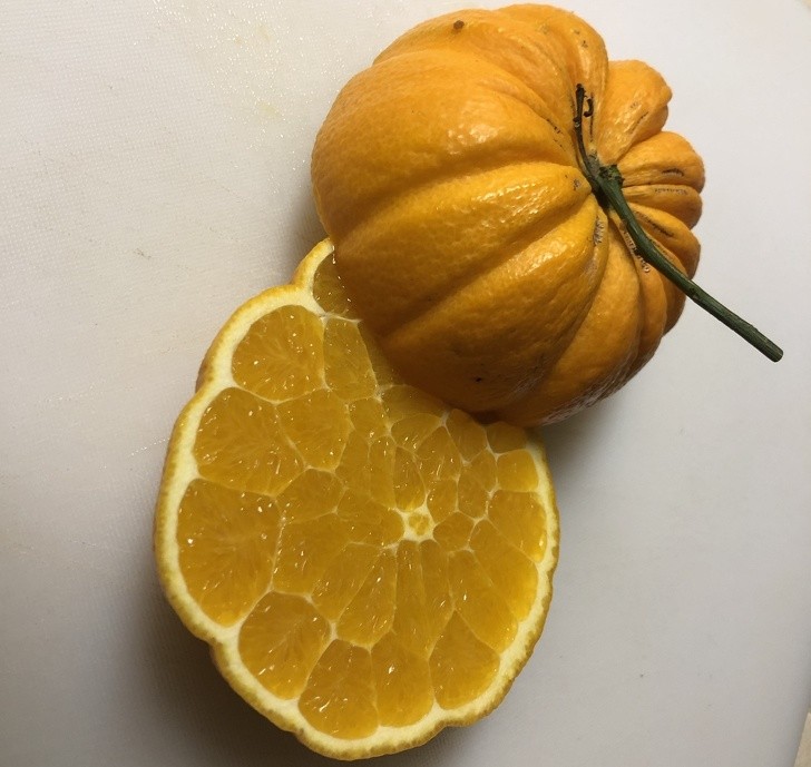 Ja, het is een sinaasappel, en ja, het lijkt op een pompoen