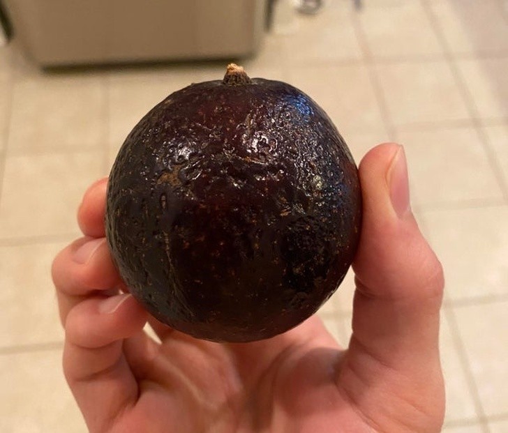 Het lijkt op een kerstbal, maar het is... een avocado!
