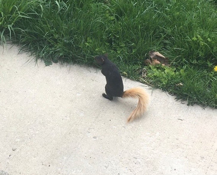 Ja, Sie haben richtig gesehen: Es ist ein Eichhörnchen mit einem blonden Schwanz!
