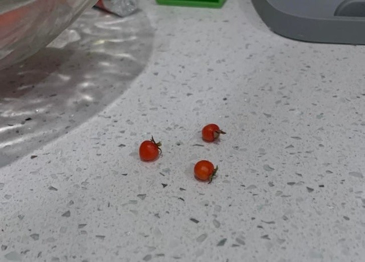 Des tomates vraiment toute petites, petites...