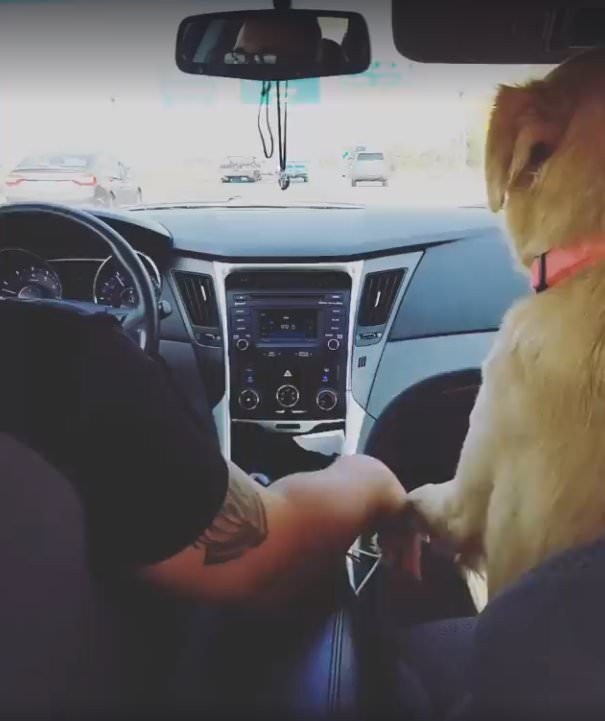 As soon as she climbs into the passenger seat, Lucy places her paw on the man's hand.