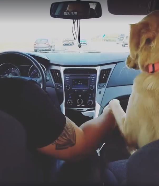 Lucy kon niet wachten om hand in hand te zitten met Jacob! Wanneer de man zijn hand probeert weg te halen om de auto te besturen, eist de hond dat hij zijn hand geeft om haar een poot te geven…