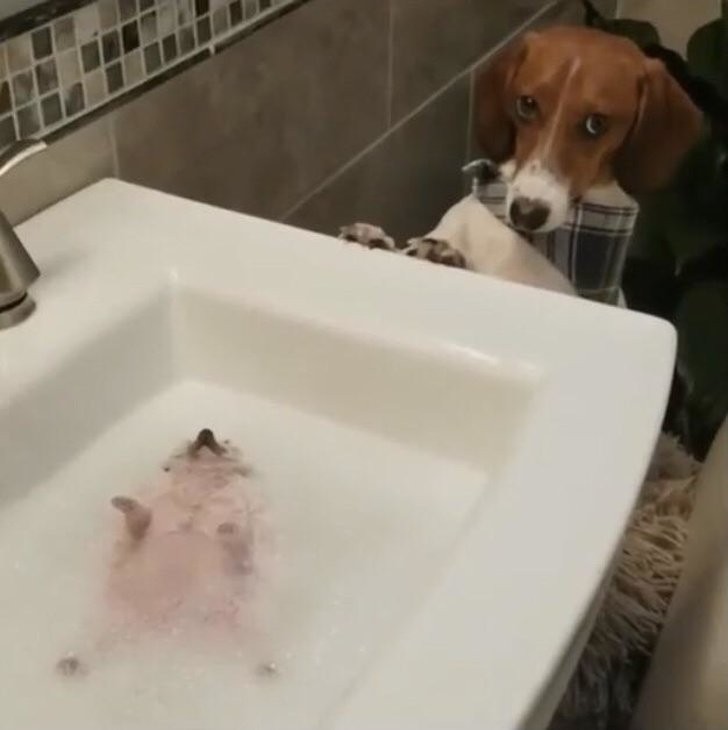 Anche lui voleva fare un bagnetto!