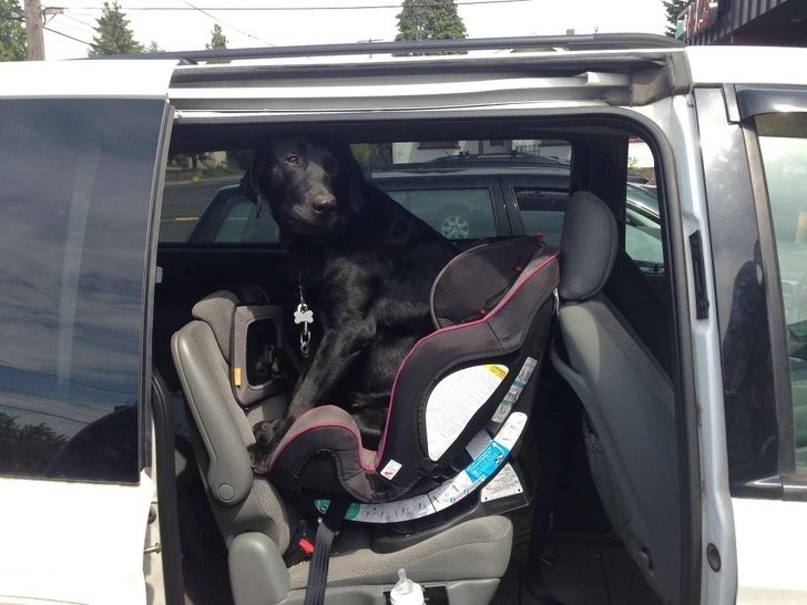 Je ziet het goed: deze hond is jaloers op het autostoeltje van zijn kleine baasje!