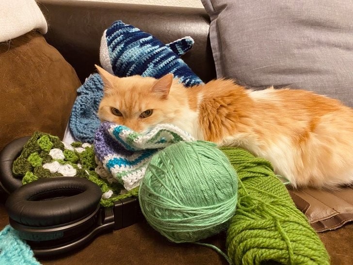 Deze kat beschermt de bolletjes wol van zijn baasje... en geef hem eens ongelijk!