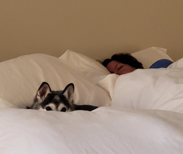 "Il mio cane protegge sempre mia moglie quando sta dormendo..."