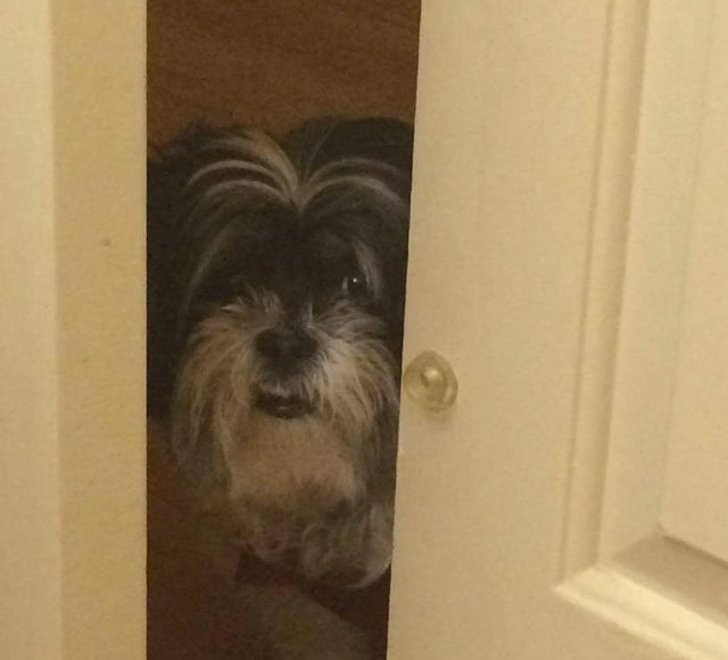 Questo cagnolino non permette a nessuno di chiudere la porta del bagno del padrone...è gelosissimo!