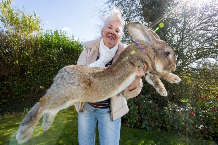 Darius is de naam van het grootste konijn ter wereld: hij is 1,3 meter hoog en weegt 22 kilo.