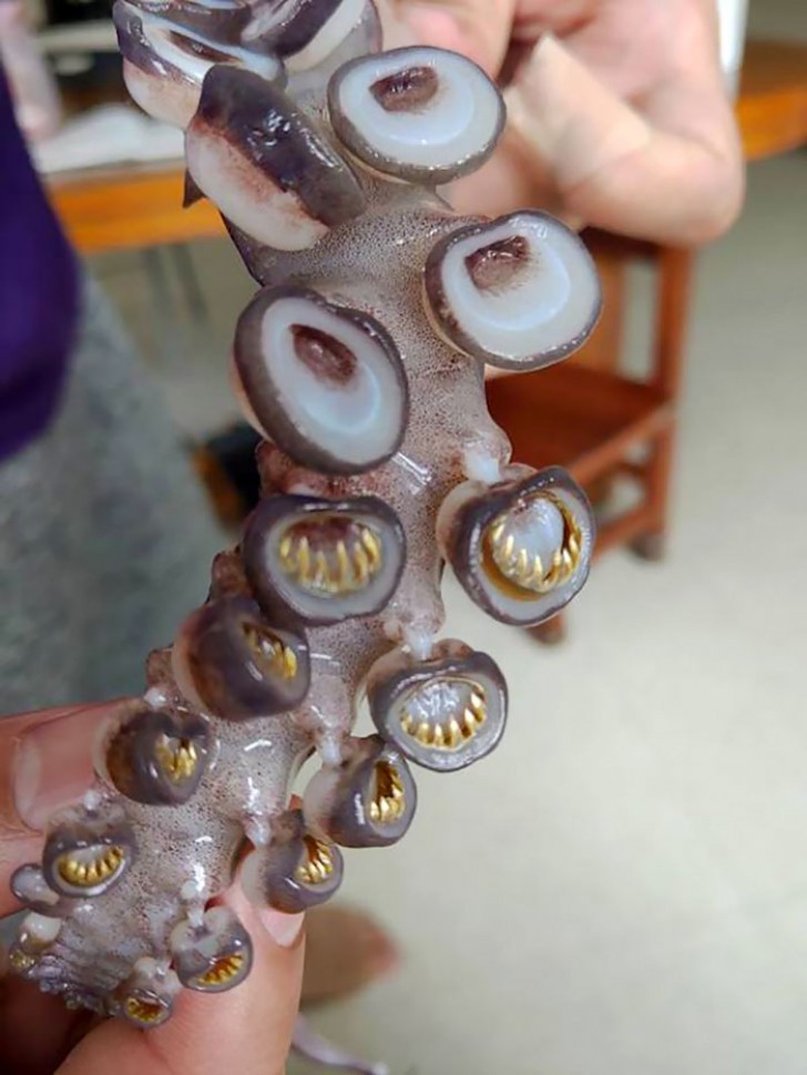 19. Il y a des dents dans certaines de ces tentacules !