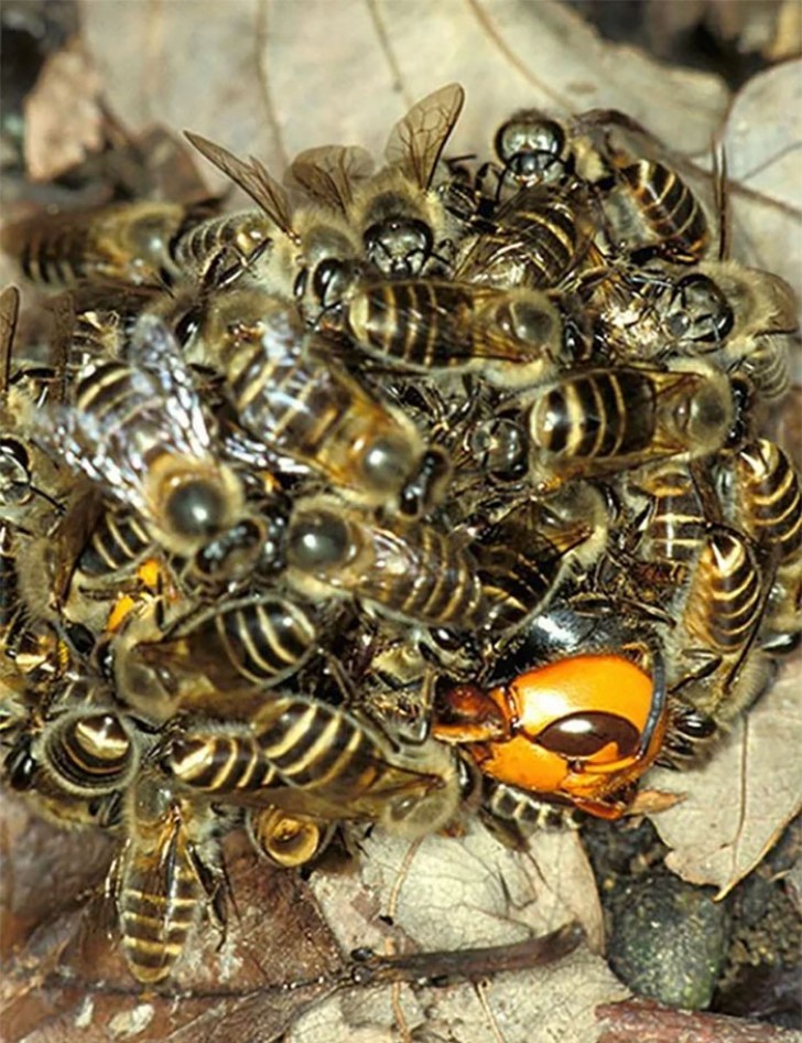 4. Afin de vaincre un frelon-géant, ces abeilles ont augmenté la température de leur corps et l'ont fait "cuire" vivant