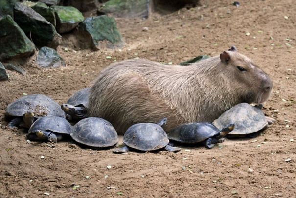 Chaque animal semble parfaitement à l'aise avec un capybara !