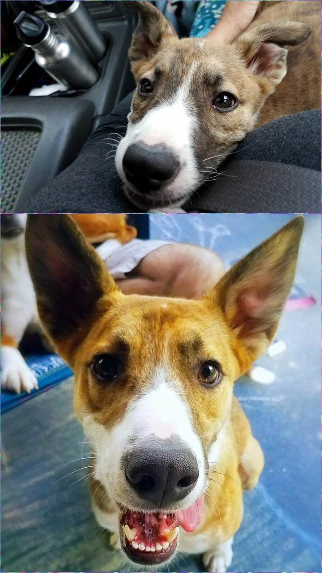 "De eerste dag dat ik hem adopteerde, toen hij 3 maanden was - Hier is hij nu, 12 maanden!”