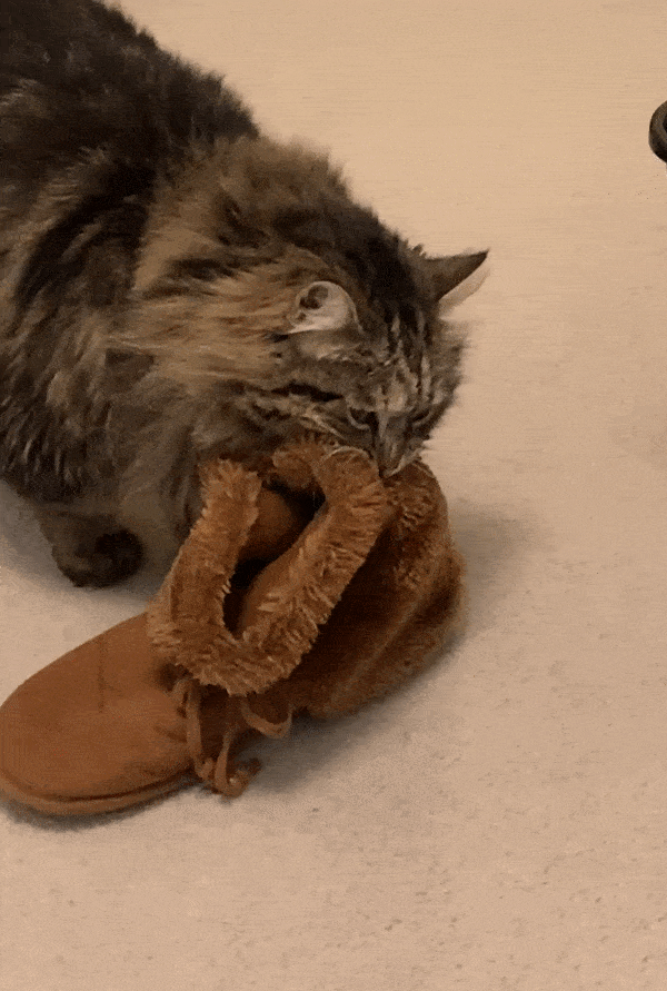 “Mijn moeder heeft een kat geadopteerd die haar elke dag haar pantoffels brengt. We geloofden het pas toen ze een video maakte.”