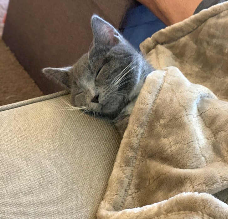 "Toen we onze eerste kat adopteerden, waren we voorbereid op dagen van nervositeit en verlegenheid: dit is hem, 30 minuten na zijn aankomst."