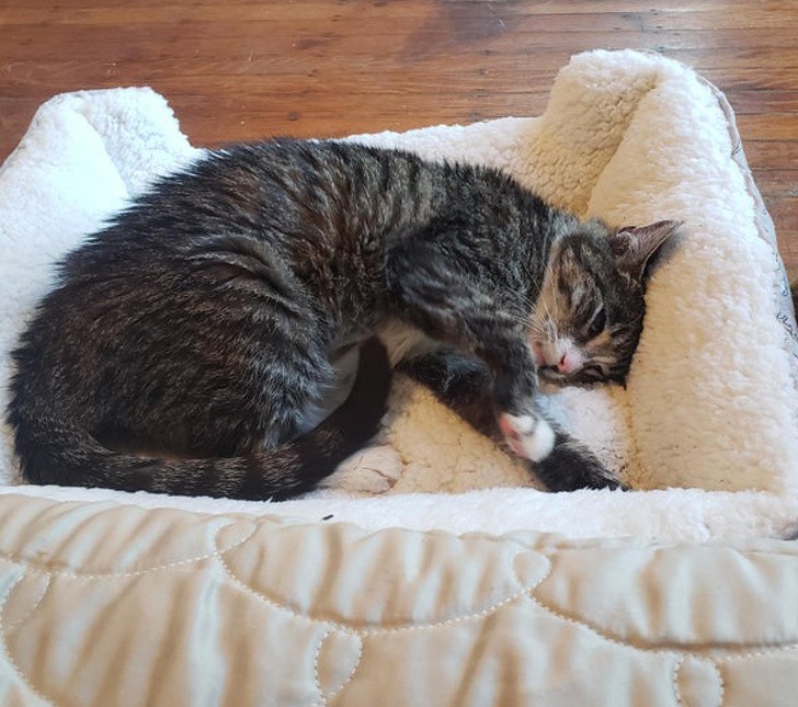 "Ce chat aveugle de 14 ans, récemment adopté, profite du plus beau lit de sa vie. Nous sommes heureux de l'avoir sorti du refuge"