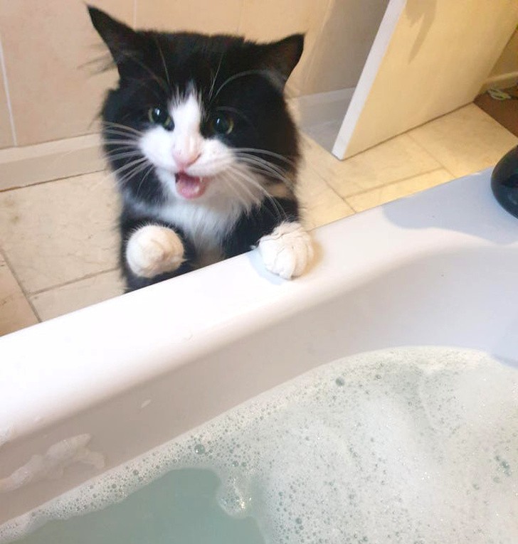 "Ce chaton tout juste adopté a vu la salle de bain pour la première fois"