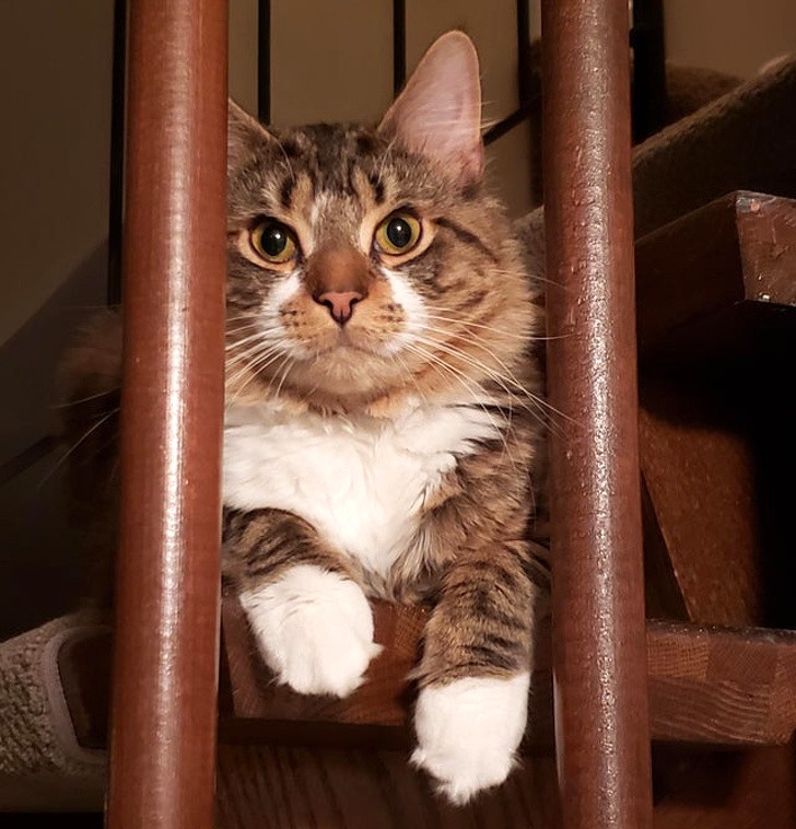 "Ik heb deze kat 3 weken geleden geadopteerd. Hij bracht de eerste twee weken onder een stoel door, nu slaapt hij elke nacht bij mij."