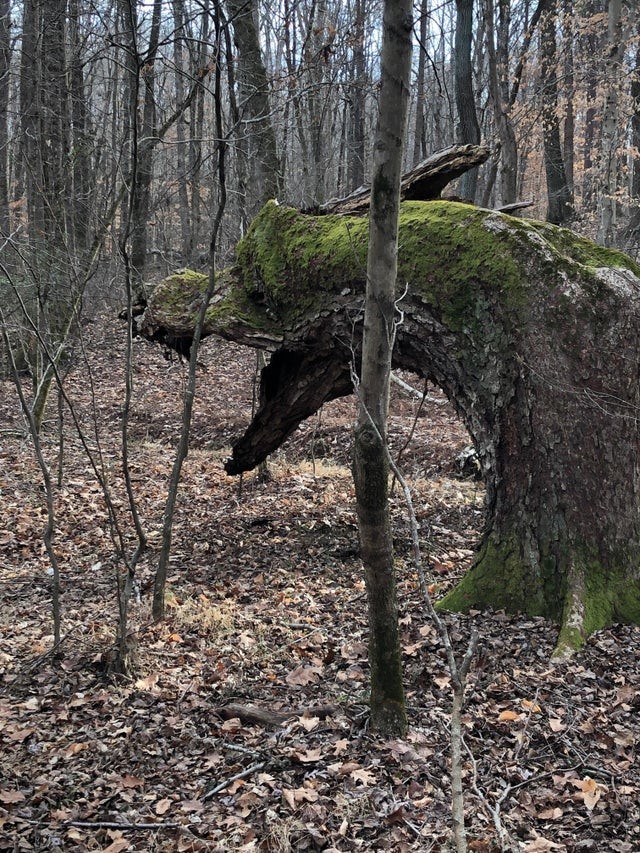 In questa foresta è cresciuto uno spettacolare albero a forma di drago